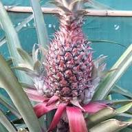 Pineapple Seeds Pink – Heirloom Non-GMO High Germination Organic Garden Seeds