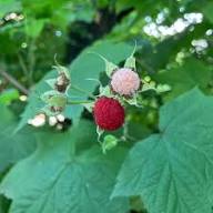 Thimbleberry Seeds Red – Heirloom, Non-GMO, High Germination Organic Garden Seeds for Planting