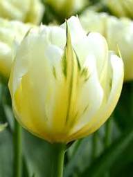 Yellow White Tulip Turkestanica Seeds for Planting | Heirloom Non-GMO Organic