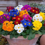 Mixed Acaulis Primula Flower Seeds – Heirloom, Non-GMO, High Germination Seeds