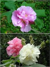 Mixed Double Hibiscus Flower Seeds – Heirloom Non-GMO High Germination Seeds