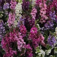 Pink Angelonia Serena Flower Seeds for Planting – Heirloom, Non-GMO, High Germination Organic Garden Seeds