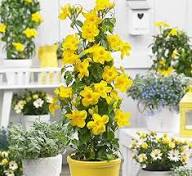 Yellow Mandevilla Flower Seeds – Heirloom Non-GMO High Germination Organic Garden Seeds