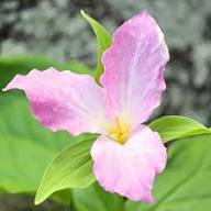 Pink Trillium Grandiflorum Flower Seeds Heirloom Non-GMO High Germination Organic Garden Seeds for Planting