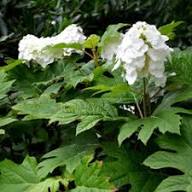 White Hydrangea Quercifolia Flower Seeds for Planting Heirloom Non-GMO High Germination Organic Garden Seeds