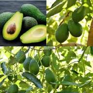 Zutano Avocado Fruit Seeds for Planting – Heirloom Non-GMO High Germination Organic Garden Seeds for Growing Avocados in Cooler Climates Seeds for Planting