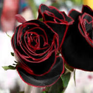 Red Black Rose Flower Seeds for Planting – Heirloom Non-GMO High Germination Organic Garden Seeds