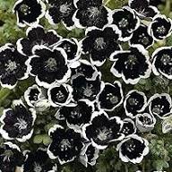 Black White Nemophila Flower Seeds – Heirloom Non-GMO Organic Garden