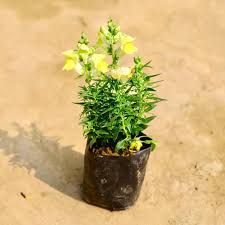 Yellow Antirrhinum Majus Flower Seeds for Planting – Heirloom, Non-GMO, High Germination Organic Garden Seeds