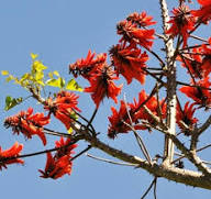 Semillas de la flor roja Lysistemon – Hereditarias, no transgénicas, semillas orgánicas de alta germinación para el jardín