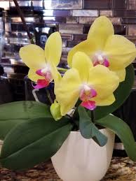 Yellow Orchids Flower Seeds – Heirloom, Non-GMO, High Germination Organic Garden Seeds