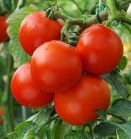 Tsifomandra Tomato Plant Seeds – Heirloom, Non-GMO, High Germination Organic Garden Seeds