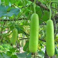 Bottle Gourd Seeds – Heirloom Non-GMO High Germination Organic Garden Seeds
