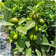Calamansi Seeds Green for Planting – Heirloom Non-GMO High Germination Organic Garden Seeds