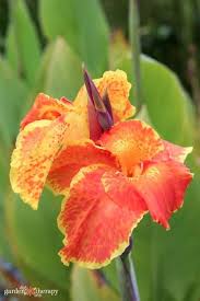 Red Yellow Canna Flower Seeds – Heirloom, Non-GMO, High Germination Organic Garden Seeds