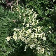 Nuevas Semillas de Flores de Styphnolobium para Plantar – Hereditarias, Sin OGM, de Alta Germinación, Semillas Orgánicas para Jardín