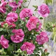 Mixed Hibiscus Syriacus Flower Seeds – Heirloom, Non-GMO, High Germination Seeds