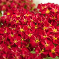 Red Achillea Millefolium Flower Seeds for Planting – Heirloom, Non-GMO, High Germination Organic Garden Seeds