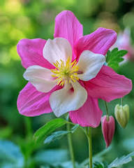 Pink Aquilegia Rose Flower Seeds for Planting – Heirloom Non-GMO High Germination Organic Garden Seeds