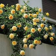 Yellow Climbing Rose Flowers Seeds – Heirloom, Non-GMO, High Germination Seeds for Planting