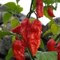 Jolokia Seeds – Heirloom Non-GMO High Germination Organic Garden Seeds for Planting