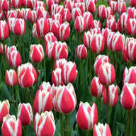 Pink White Tulips Flower Seeds for Planting – Heirloom, Non-GMO, High Germination