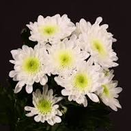 Perennial Chrysanthemum Flower Seeds White Heirloom Non-GMO High Germination Organic Garden Seeds for Planting