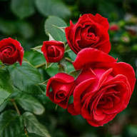 Red Rugosa Flower Seeds for Planting – Heirloom, Non-GMO, High Germination Organic Garden Seeds