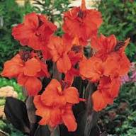 Orange Canna Lilly Flower Seeds – Heirloom, Non-GMO, High Germination Seeds