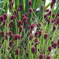 Mixed Sanguisorba Flower Seeds – Heirloom Non-GMO High Germination Organic Garden Seeds