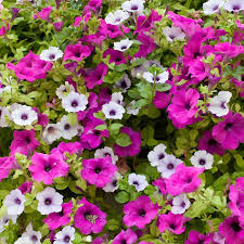 Petunia Flowers Seeds – Heirloom, Non-GMO, High Germination Organic Garden Seeds for Planting, Seeds for Planting
