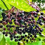 Black Canadensis Seeds Heirloom Non-GMO High Germination Organic Garden Seeds for Planting