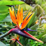 Semillas de Flor Strelitzia Reginae Rosas – Cimiente, Sin OGM, Semillas Orgánicas de Jardín de Alta Germinación