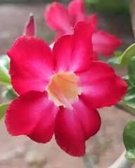 Rose Adenium Flower Seeds Red – Heirloom Non-GMO High Germination Organic Garden Seeds for Planting