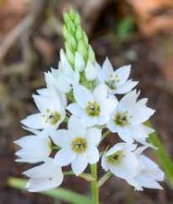 White Aurosica Flowers Seed – Heirloom, Non-GMO, High Germination Organic Garden Seeds for Planting