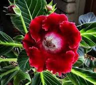 Red Sinningia Gloxinia Flower Seeds Heirloom Non-GMO High Germination Organic Garden Seeds for Planting