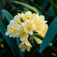 Yellow White Clivia Flower Seeds for Planting | Heirloom Non-GMO Organic