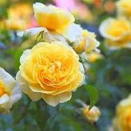 Giant Yellow Rose Flower Seeds Heirloom Non-GMO High Germination Seeds