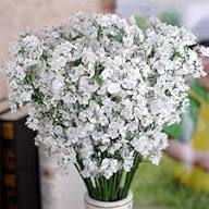 White Gypsophilia Flower Seeds for Planting Heirloom Non-GMO High Germination Organic Garden Seeds