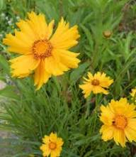 Thermopsis Flower Yellow Seeds Heirloom Non-GMO High Germination Organic Garden Seeds for Planting