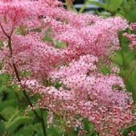 Pink Venusta Flower Seeds for Planting – Heirloom, Non-GMO, High Germination