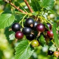 Jostabeeren-Samen Schwarz – Alte Sorte, gentechnikfrei, hohe Keimfähigkeit, Bio-Gartensamen
