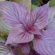 Semillas de Albahaca Morada Cepa Antigua Sin OGM Alta Germinación Semillas Orgánicas para Jardín