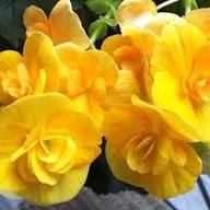 Yellow Double Begonia Flower Seeds for Planting – Heirloom, Non-GMO, High Germination
