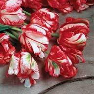 Red White Parrot Tulip Flower Seeds for Planting – Heirloom, Non-GMO, High Germination