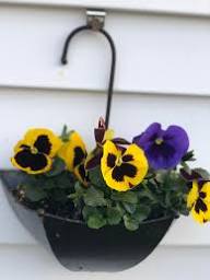 Trailing Pansy Flower Seeds – Heirloom, Non-GMO, High Germination Organic Seeds