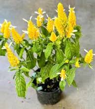White Yellow Pachystachys Flower Seeds Heirloom Non-GMO High Germination Organic Seeds
