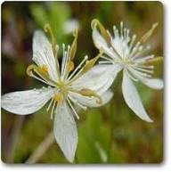 White Goldthread Flower Seeds for Planting Heirloom Non-GMO High Germination Organic Garden Seeds