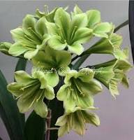 Green Perennial Clivia Flower Seeds for Planting – Heirloom Non-GMO Organic Garden Seeds