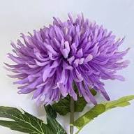 Semillas de flores de crisantemo morado para plantar – Herencia No-GMO Alta Germinación